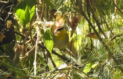 Basileuterus rufifrons
