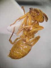 Acanthomyops