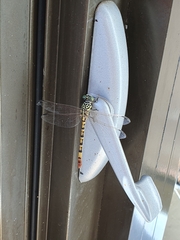 Austroepigomphus turneri