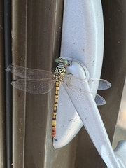Austroepigomphus turneri