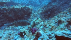 Mycteroperca rosacea