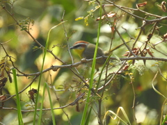 Basileuterus rufifrons