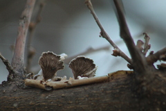 Schizophyllum