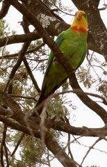 Polytelis swainsonii