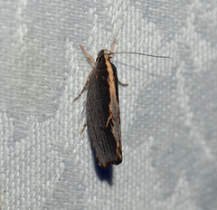 Helcystogramma plutelliformis