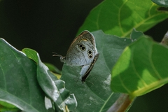 Ypthima aphnius
