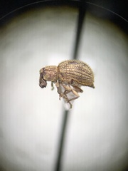 Calomycterus setarius