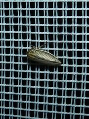 Athysanus argentarius