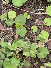Petasites pyrenaicus