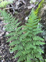 Myriopteris clevelandii