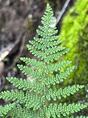 Myriopteris clevelandii