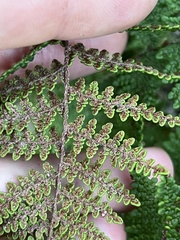 Myriopteris clevelandii