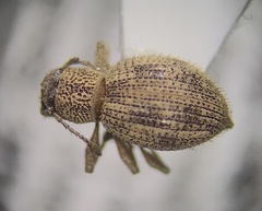 Calomycterus setarius