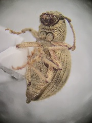 Calomycterus setarius