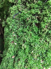 Racopilum cuspidigerum