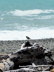Charadrius bicinctus