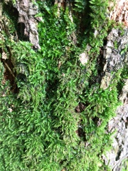 Racopilum cuspidigerum