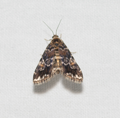 Elophila difflualis