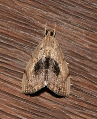 Crocidolomia suffusalis