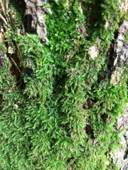 Racopilum cuspidigerum