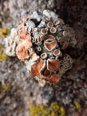 Rhizoplaca chrysoleuca