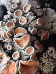 Rhizoplaca chrysoleuca