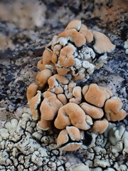 Rhizoplaca chrysoleuca