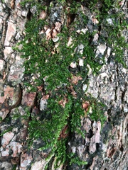 Racopilum cuspidigerum