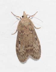 Lamoria eumeces
