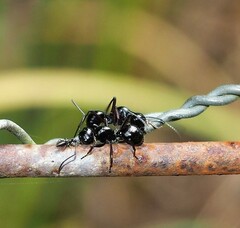 Polyrhachis australis