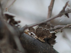 Schizophyllum