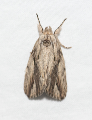 Ecnomodes sagittaria