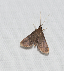 Piletocera macroperalis