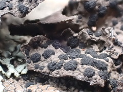 Umbilicaria hyperborea