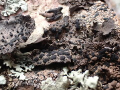 Umbilicaria hyperborea