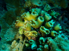 Caulastraea furcata