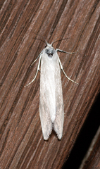 Tipanaea patulella
