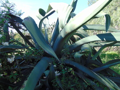 Agave mapisaga