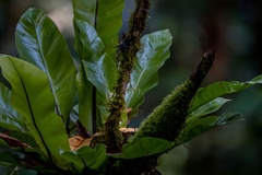 Asplenium australasicum