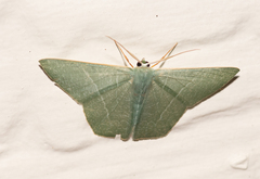 Thalassodes dorsilinea