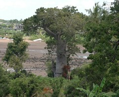 Adansonia digitata