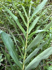 Alpinia caerulea