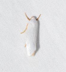 Xylorycta argentella