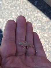 Cyrtopodion scabrum