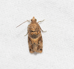 Lobesia transtrifera