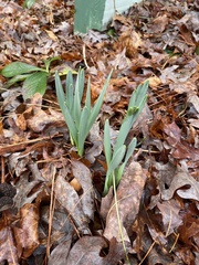 Narcissus