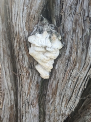 Subantrodia juniperina