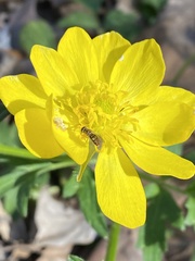 Ranunculus macranthus