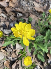 Ranunculus macranthus