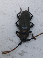 Retrachydes thoracicus